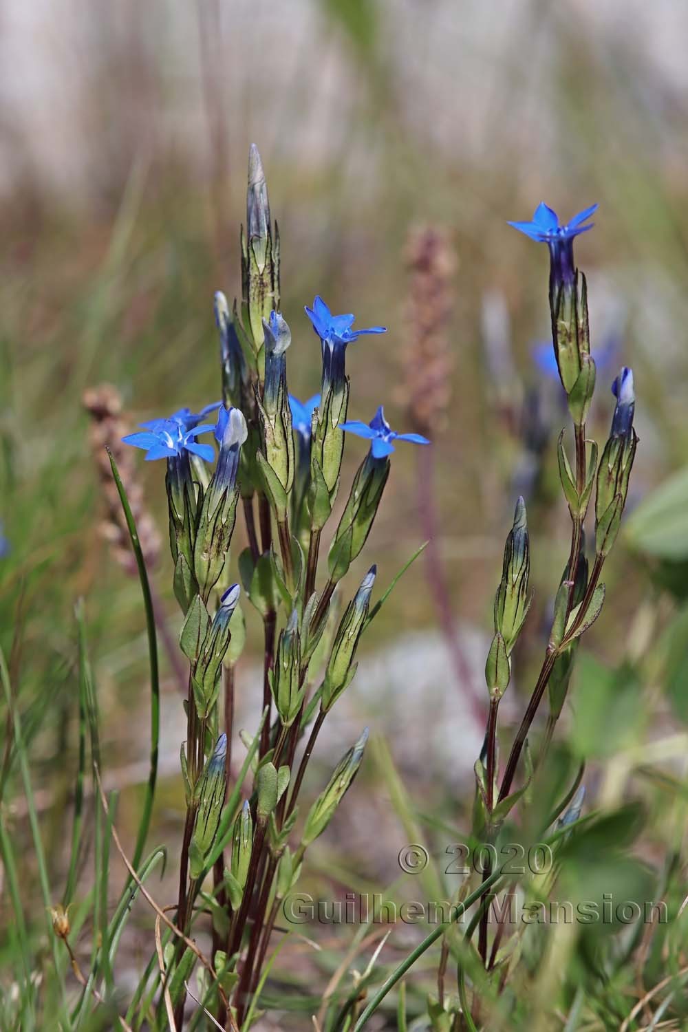 Gentiana nivalis