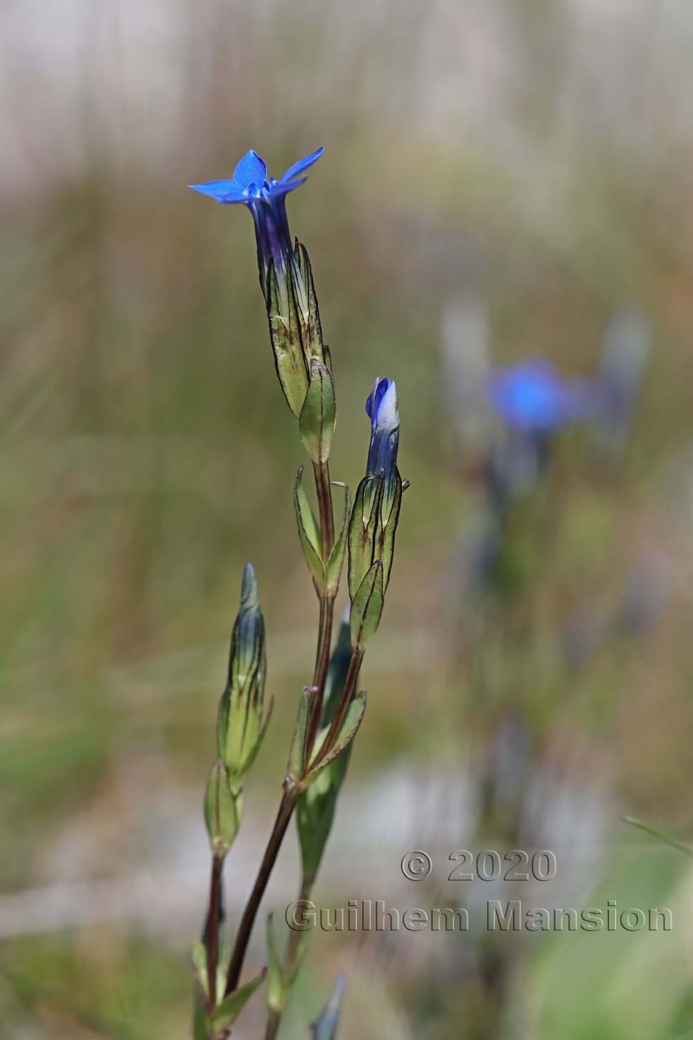 Gentiana nivalis