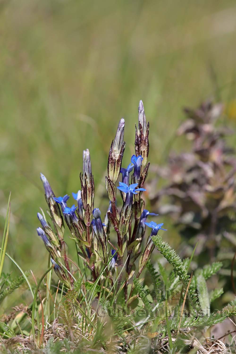 Gentiana nivalis