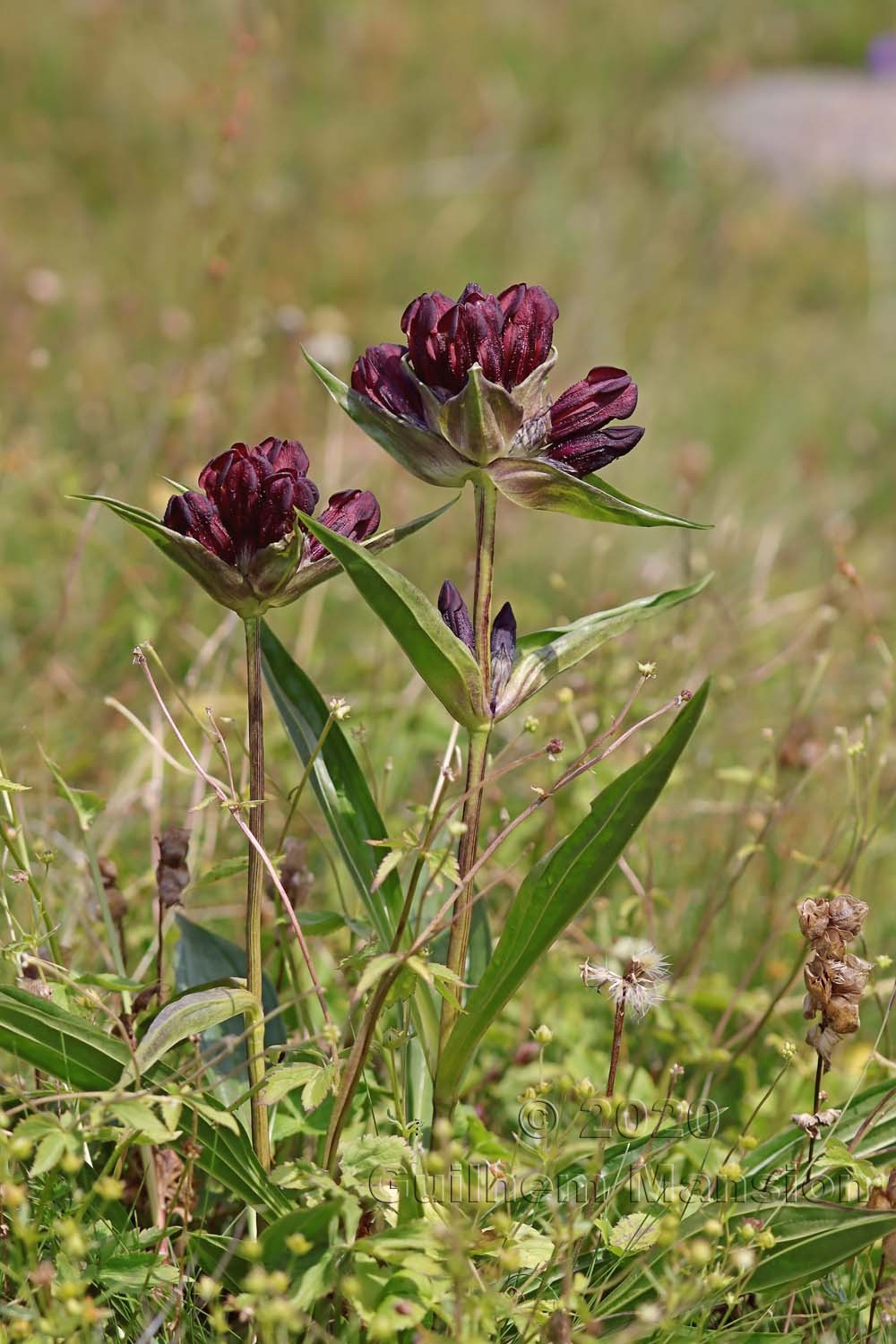 Gentiana purpurea