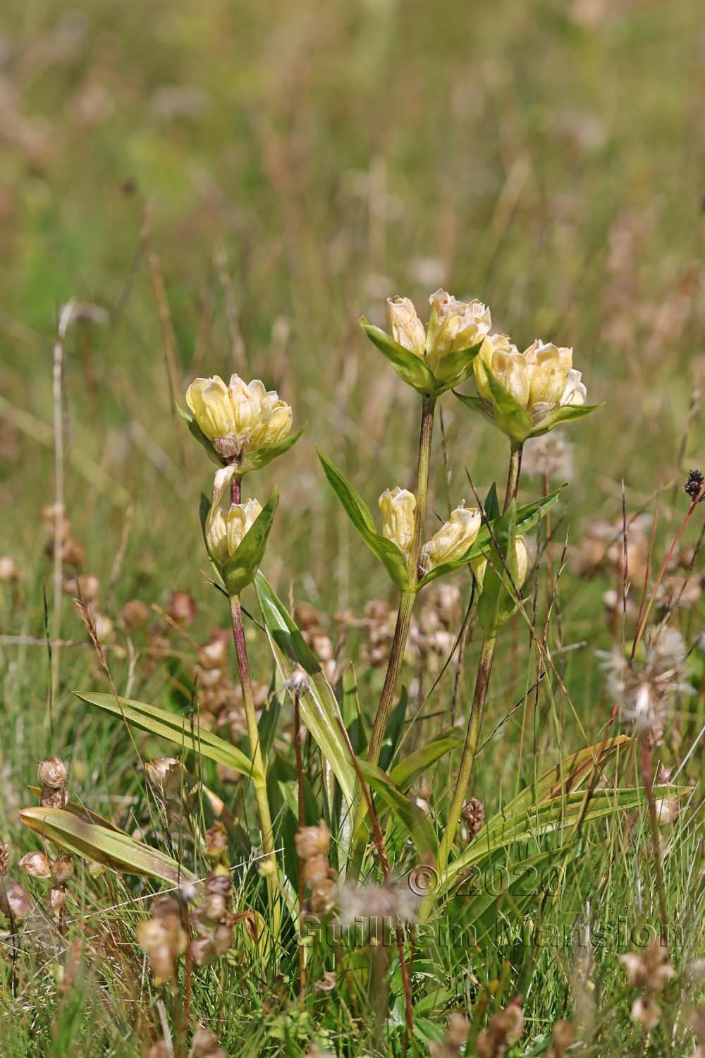 Gentiana purpurea var. flavida