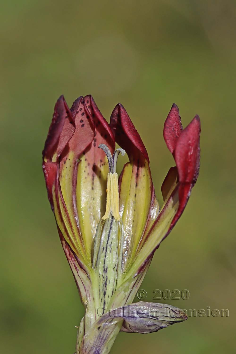 Gentiana purpurea