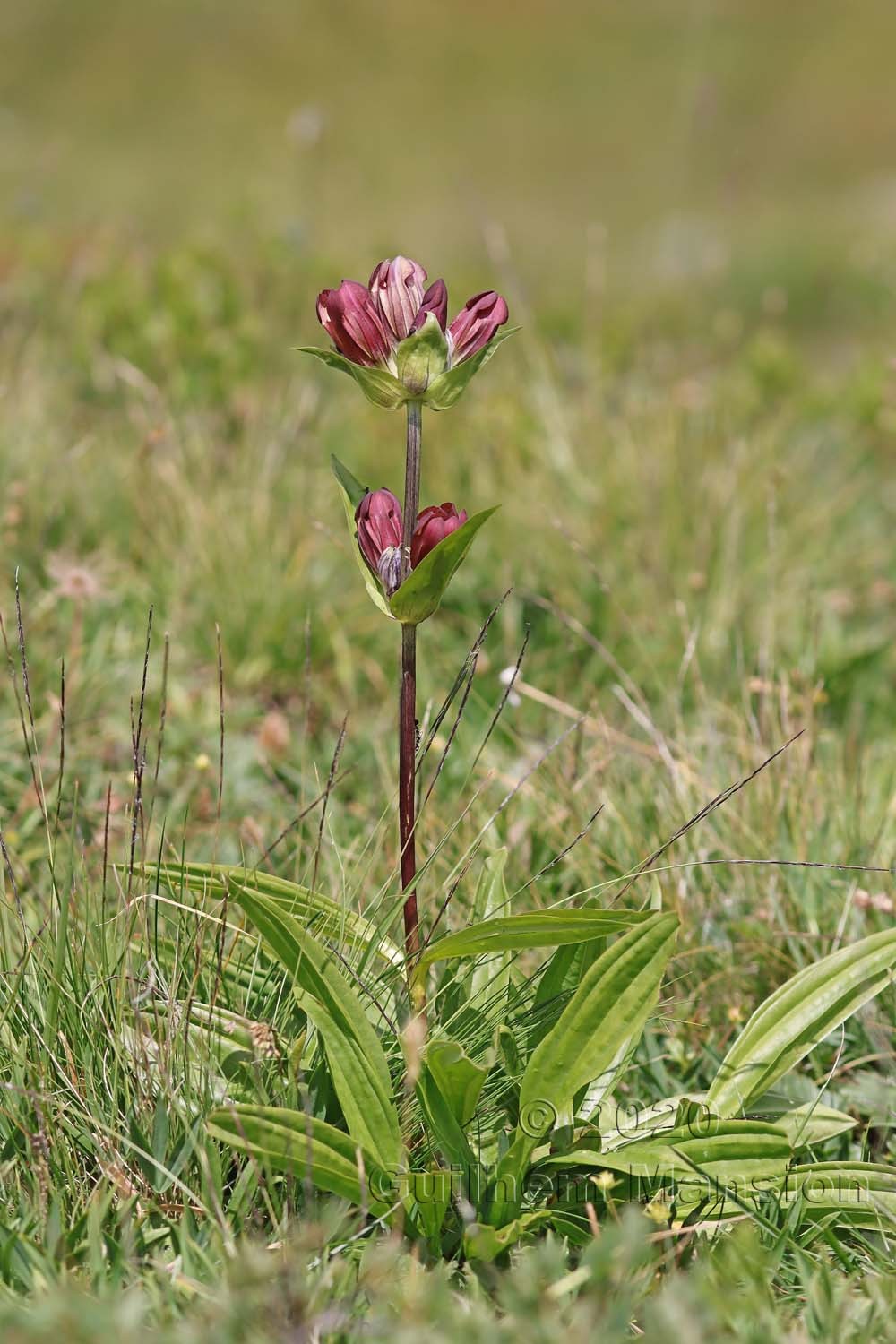 Gentiana purpurea