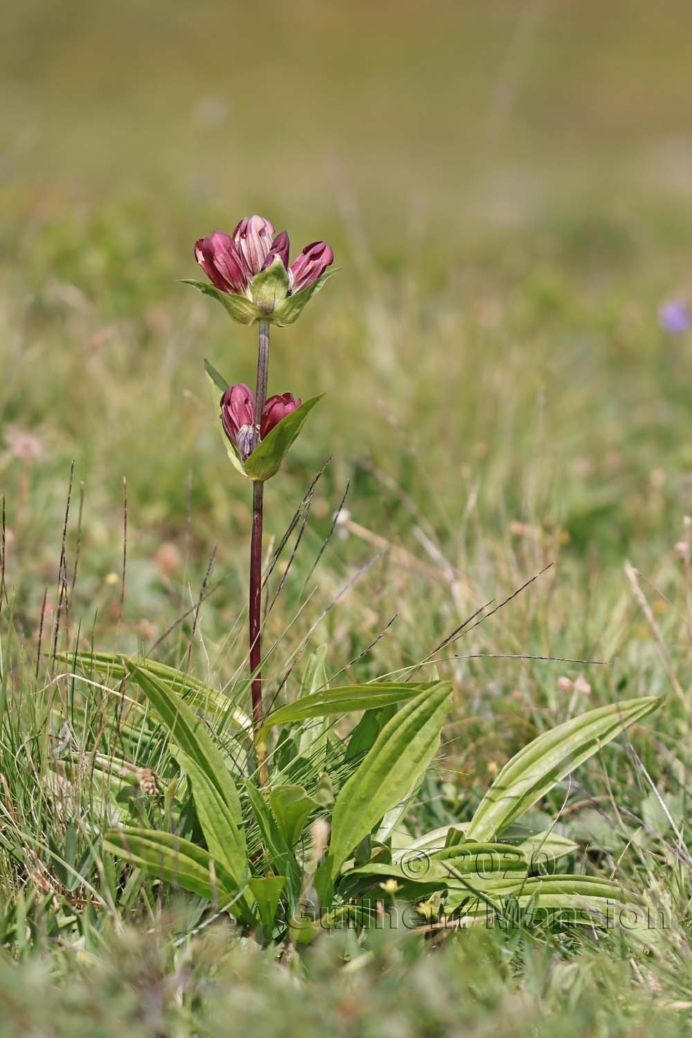 Gentiana purpurea