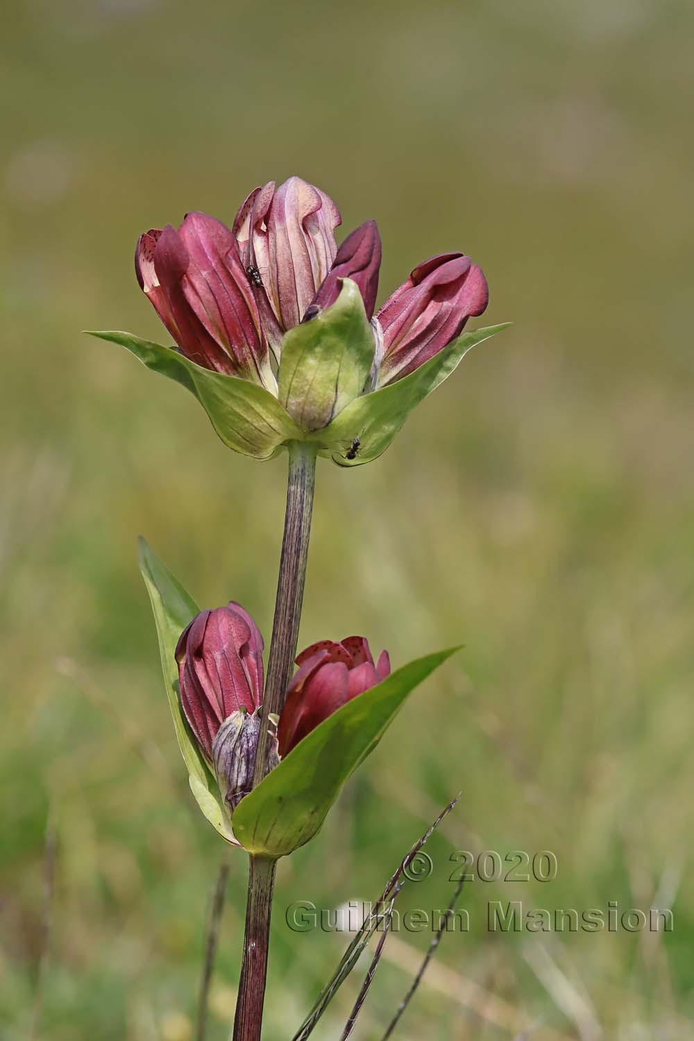 Gentiana purpurea