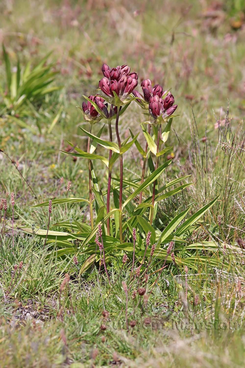 Gentiana purpurea