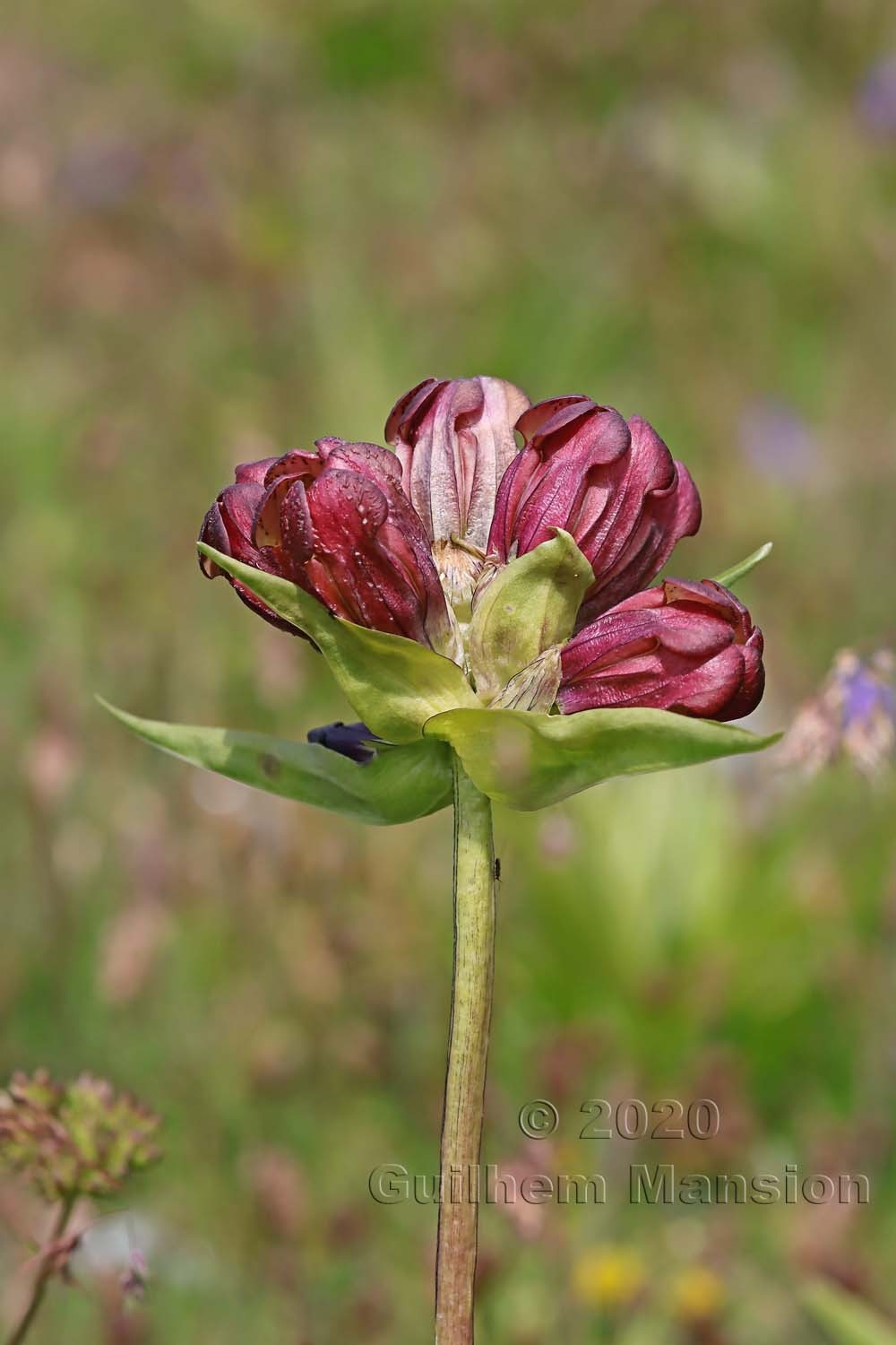 Gentiana purpurea