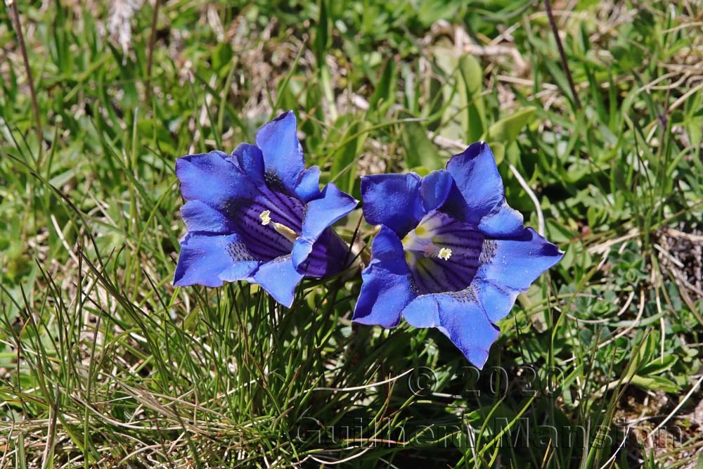 Gentiana acaulis