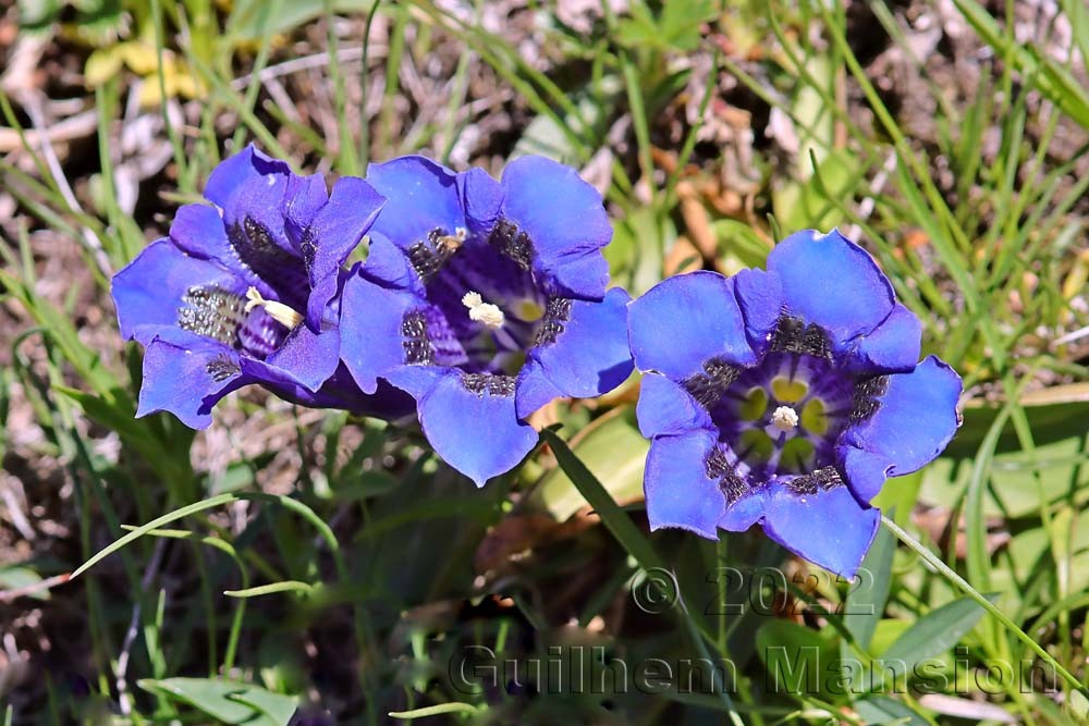 Gentiana acaulis