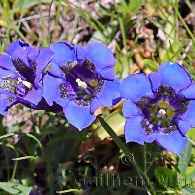 Gentiana acaulis