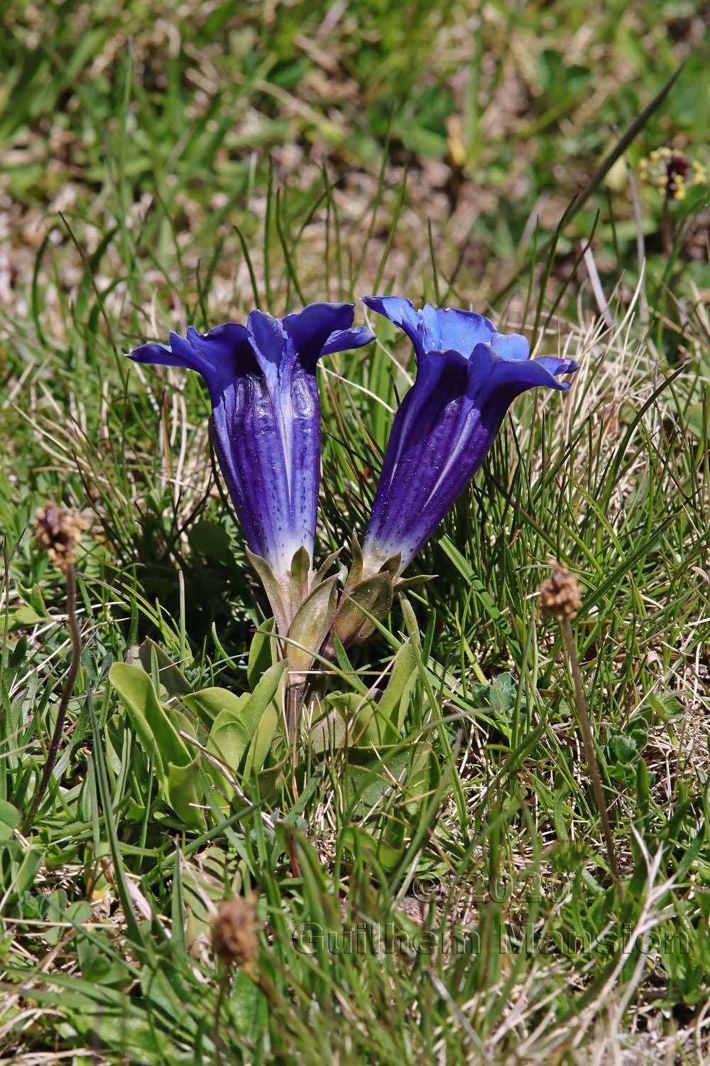 Gentiana acaulis