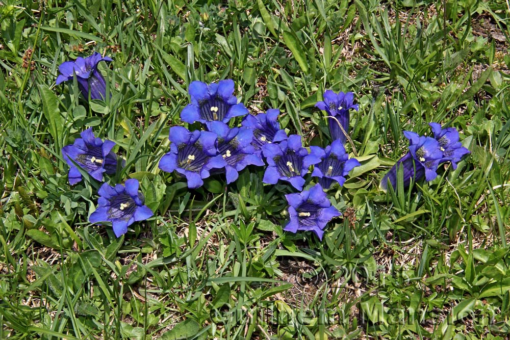 Gentiana acaulis