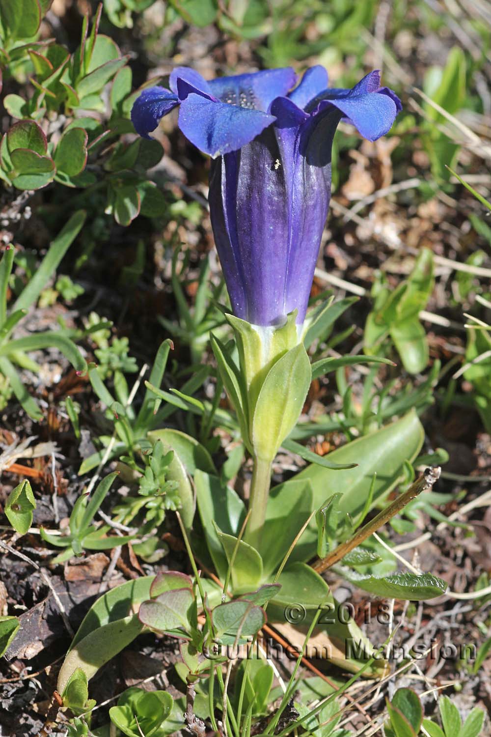 Gentiana acaulis