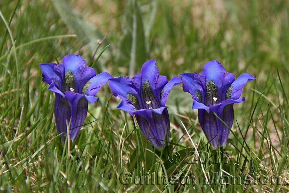 Gentiana acaulis