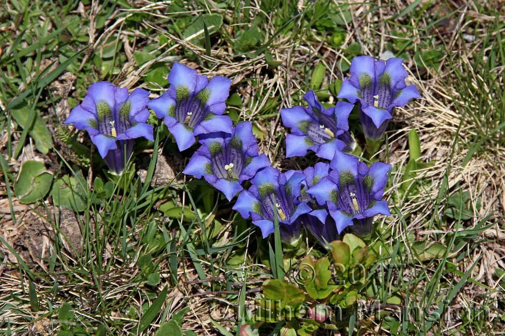 Gentiana acaulis