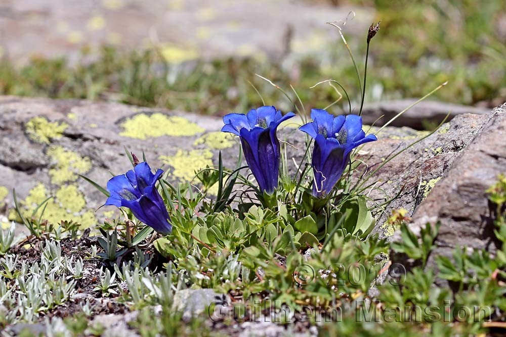 Gentiana alpina