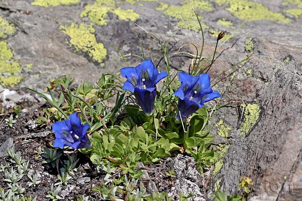 Gentiana alpina