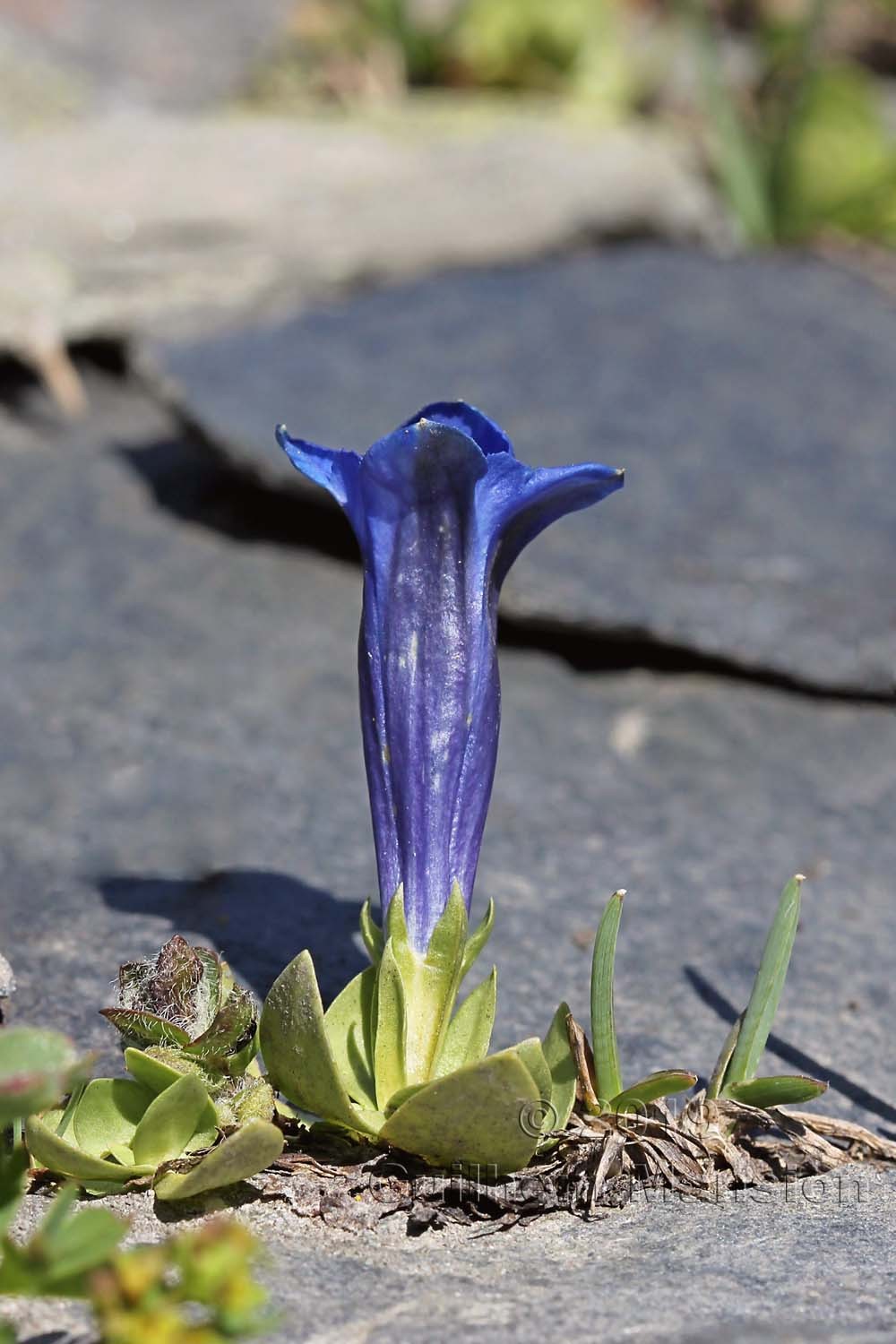 Gentiana alpina