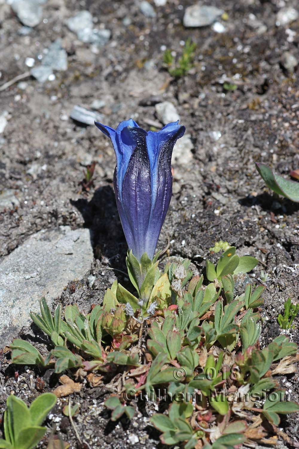 Gentiana alpina