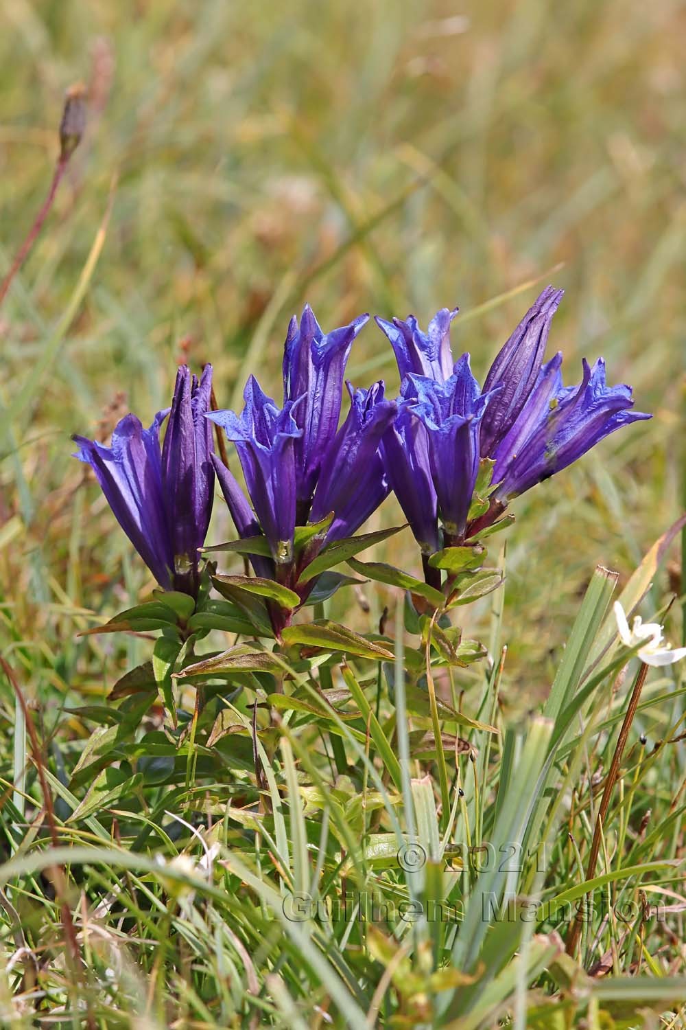 Gentiana asclepiadea