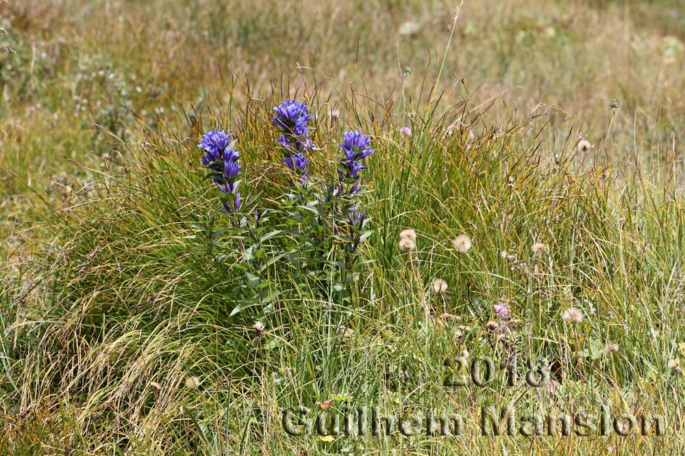 Gentiana asclepiadea