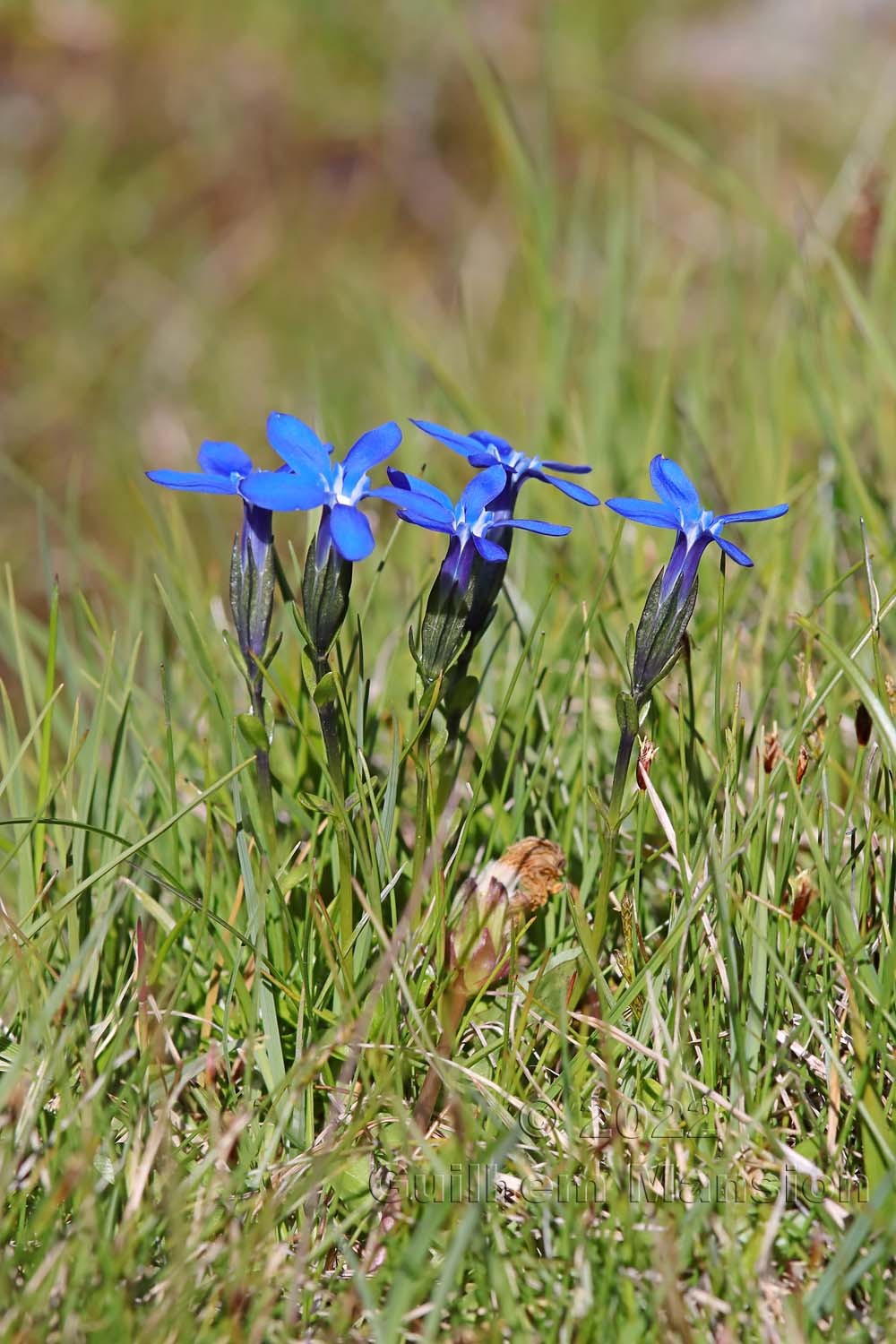 Gentiana bavarica