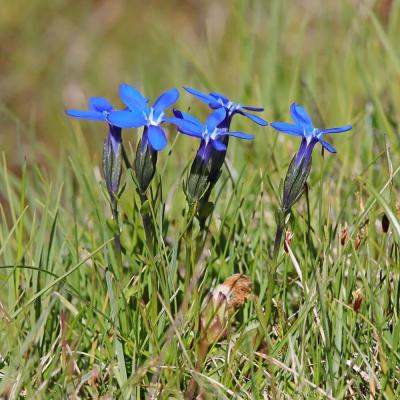 Gentiana bavarica