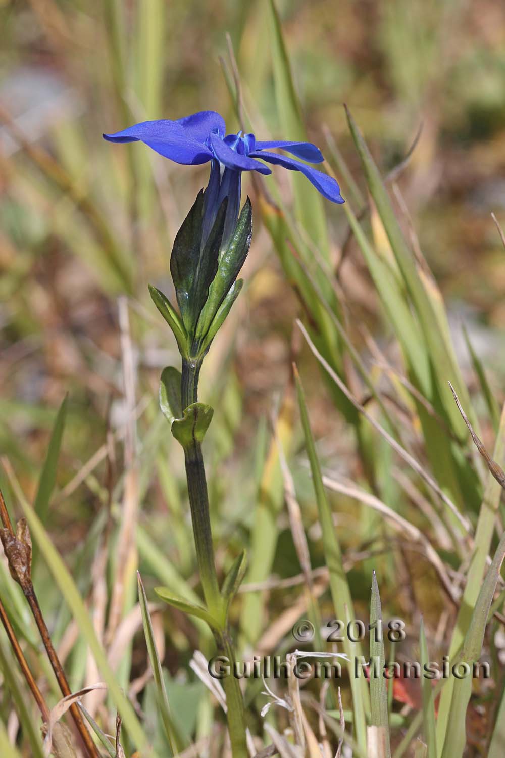 Gentiana bavarica