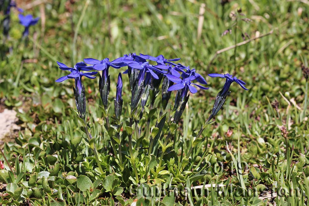 Gentiana bavarica