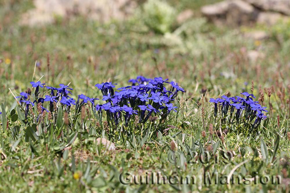 Gentiana bavarica