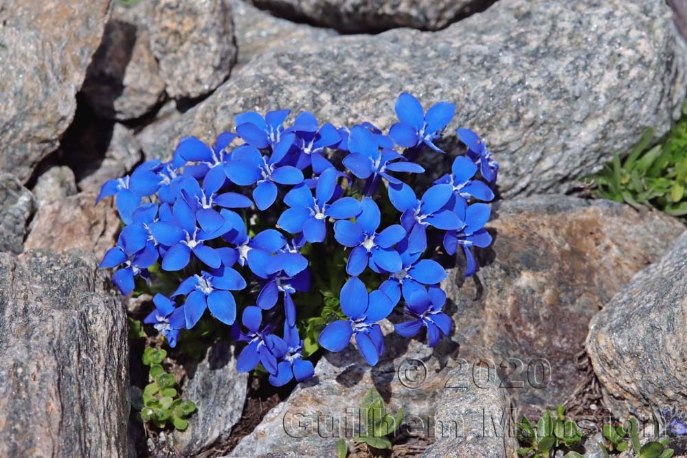 Verbier - Gentians Pass