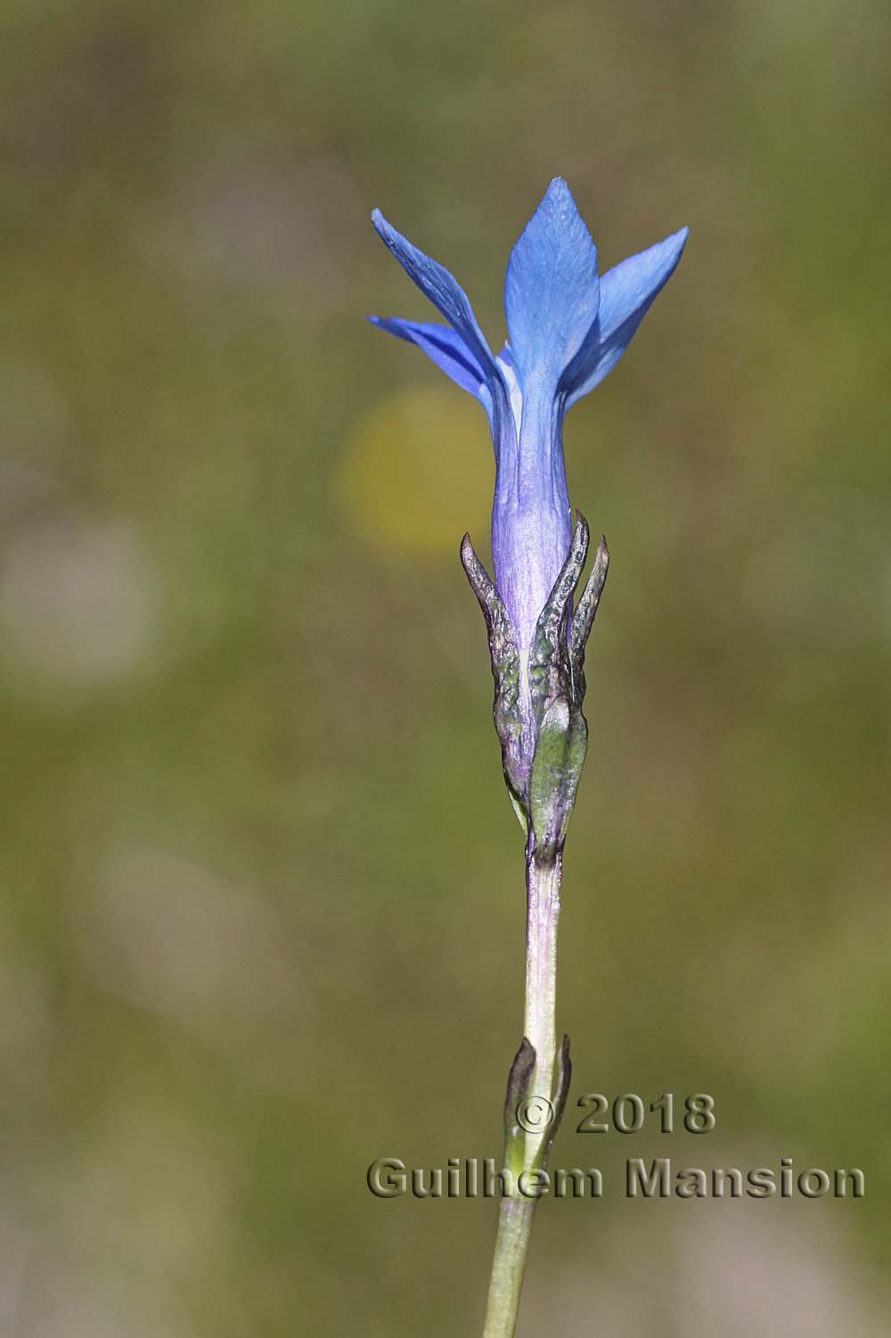 Gentiana bavarica