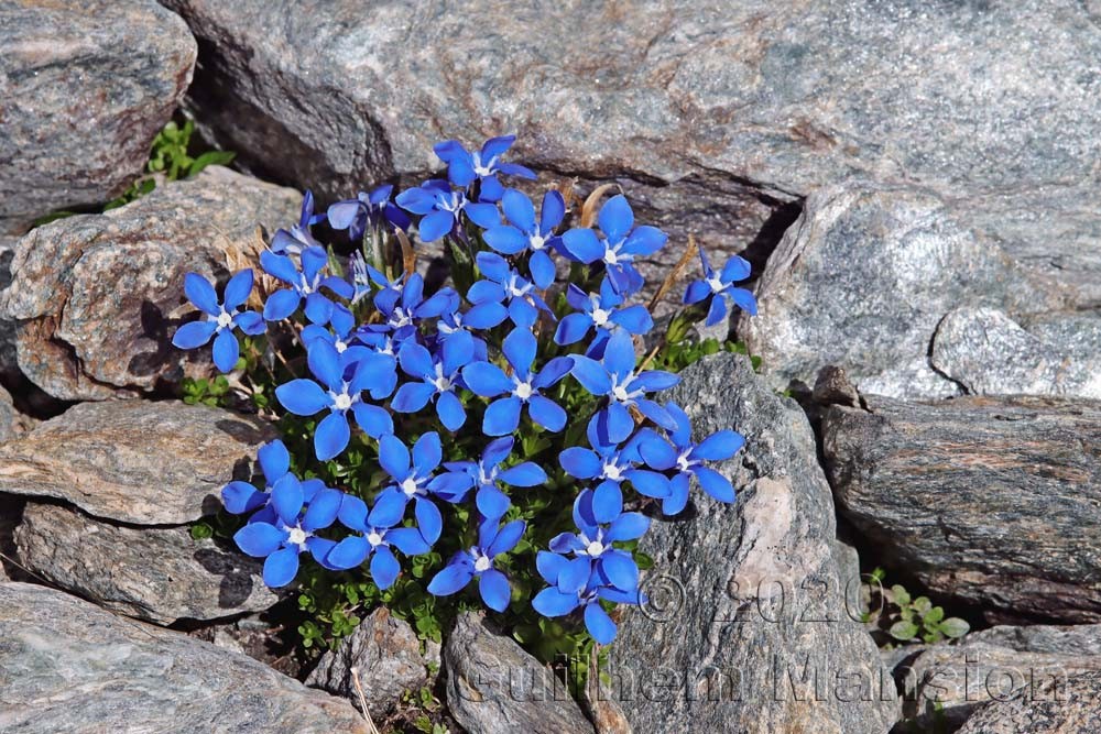 Gentiana bavarica var. subacaulis