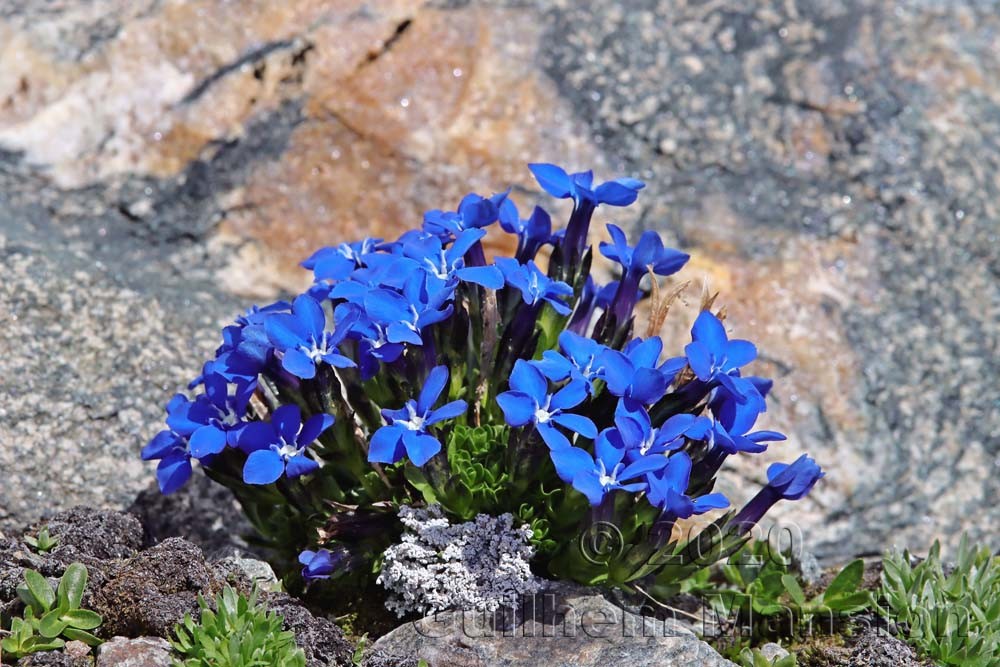 Gentiana bavarica var. subacaulis