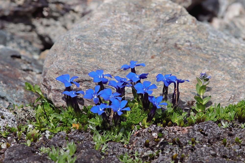 Gentiana bavarica var. subacaulis