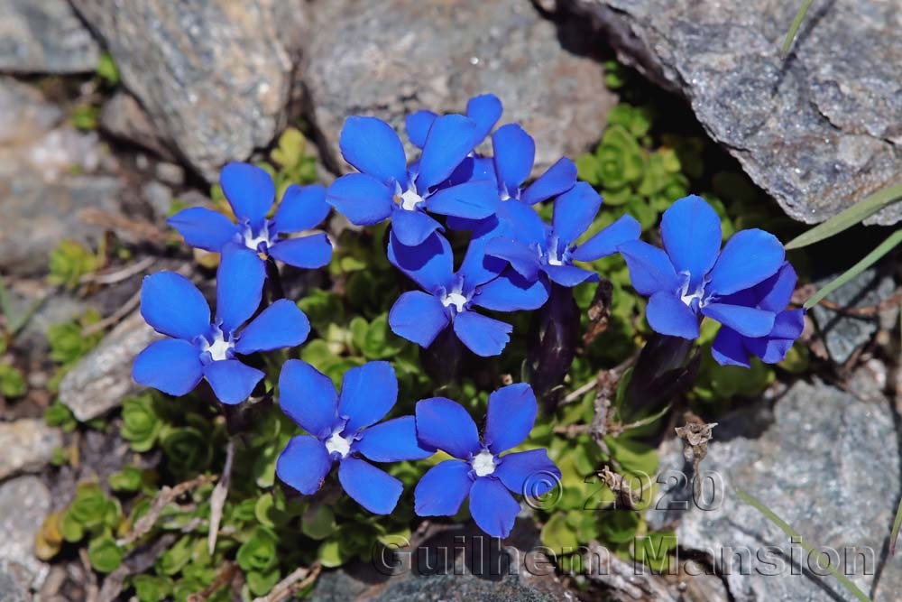 Gentiana bavarica var. subacaulis