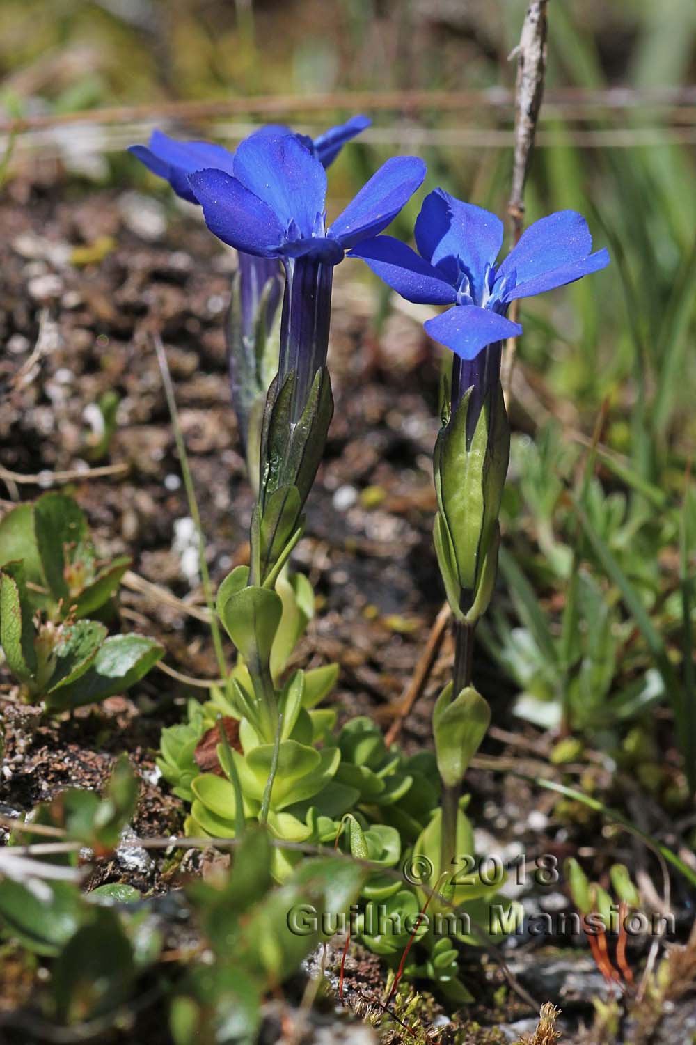 Gentiana bavarica