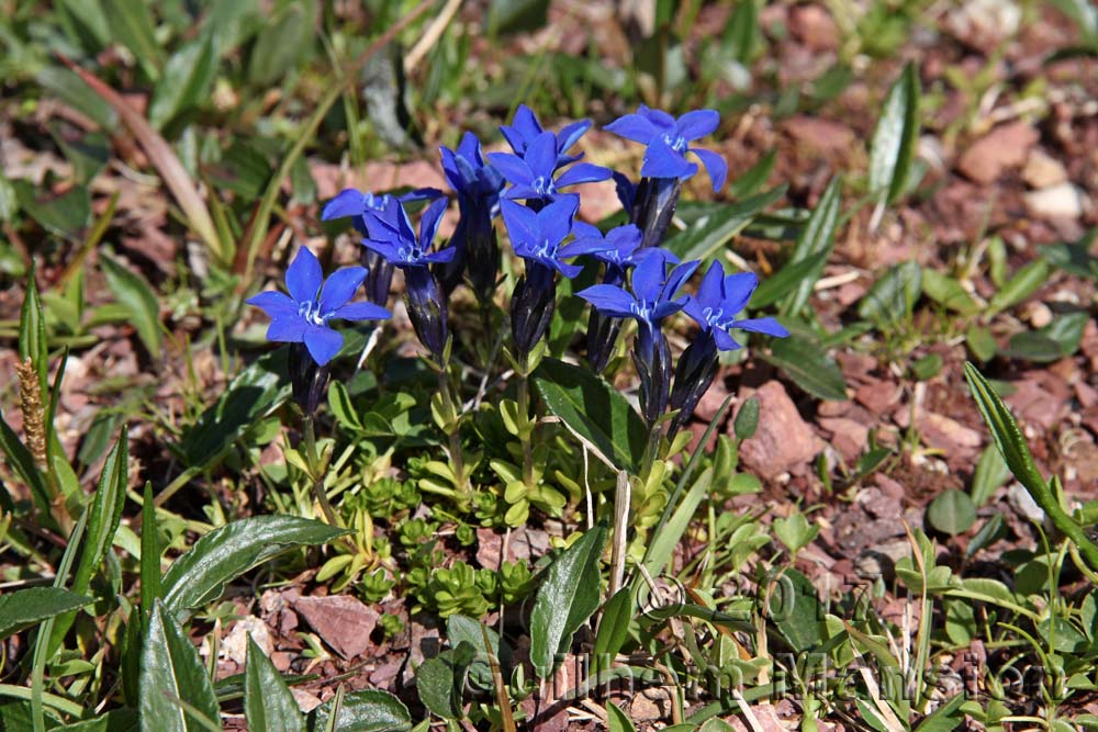 Gentiana bavarica