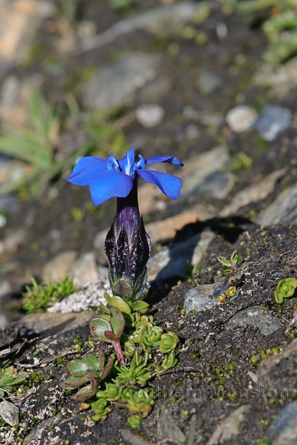 Gentiana bavarica var. subacaulis