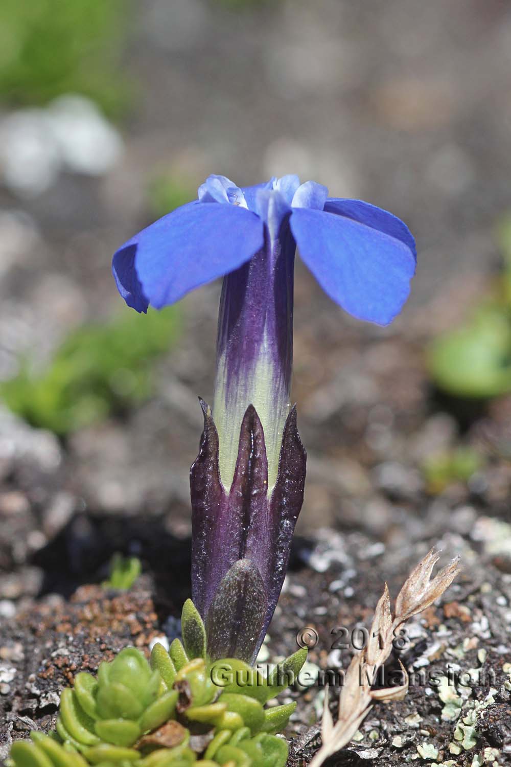 Gentiana bavarica var. subacaulis