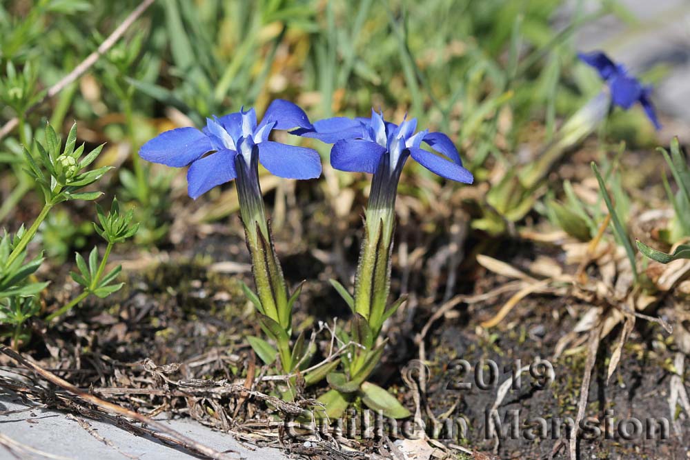 Gentiana brachyphylla