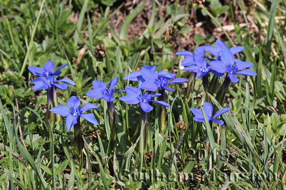 Gentiana brachyphylla