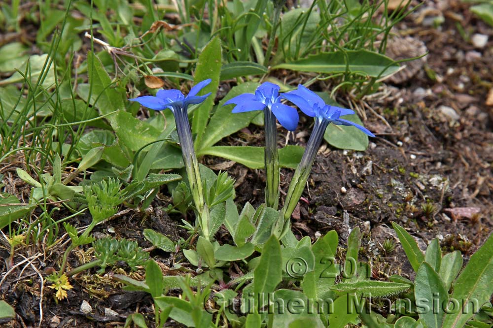 Gentiana brachyphylla