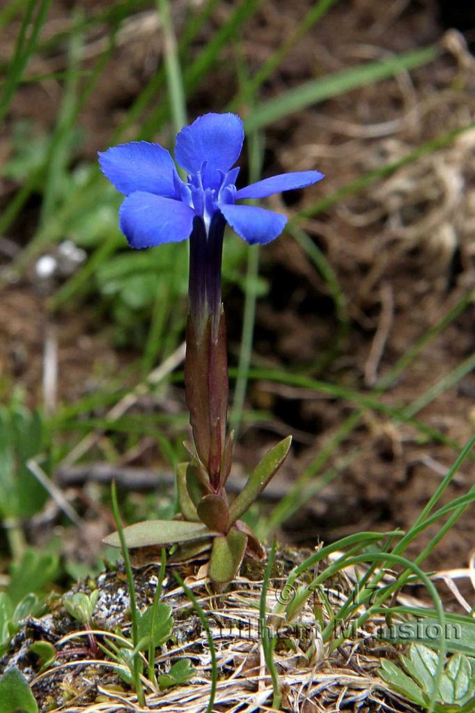 Gentiana brachyphylla