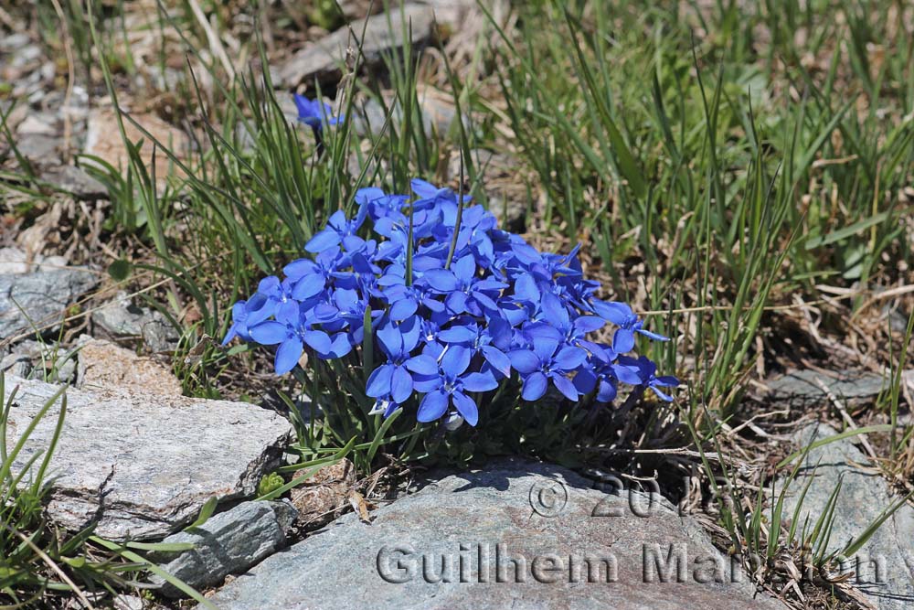 Gentiana brachyphylla