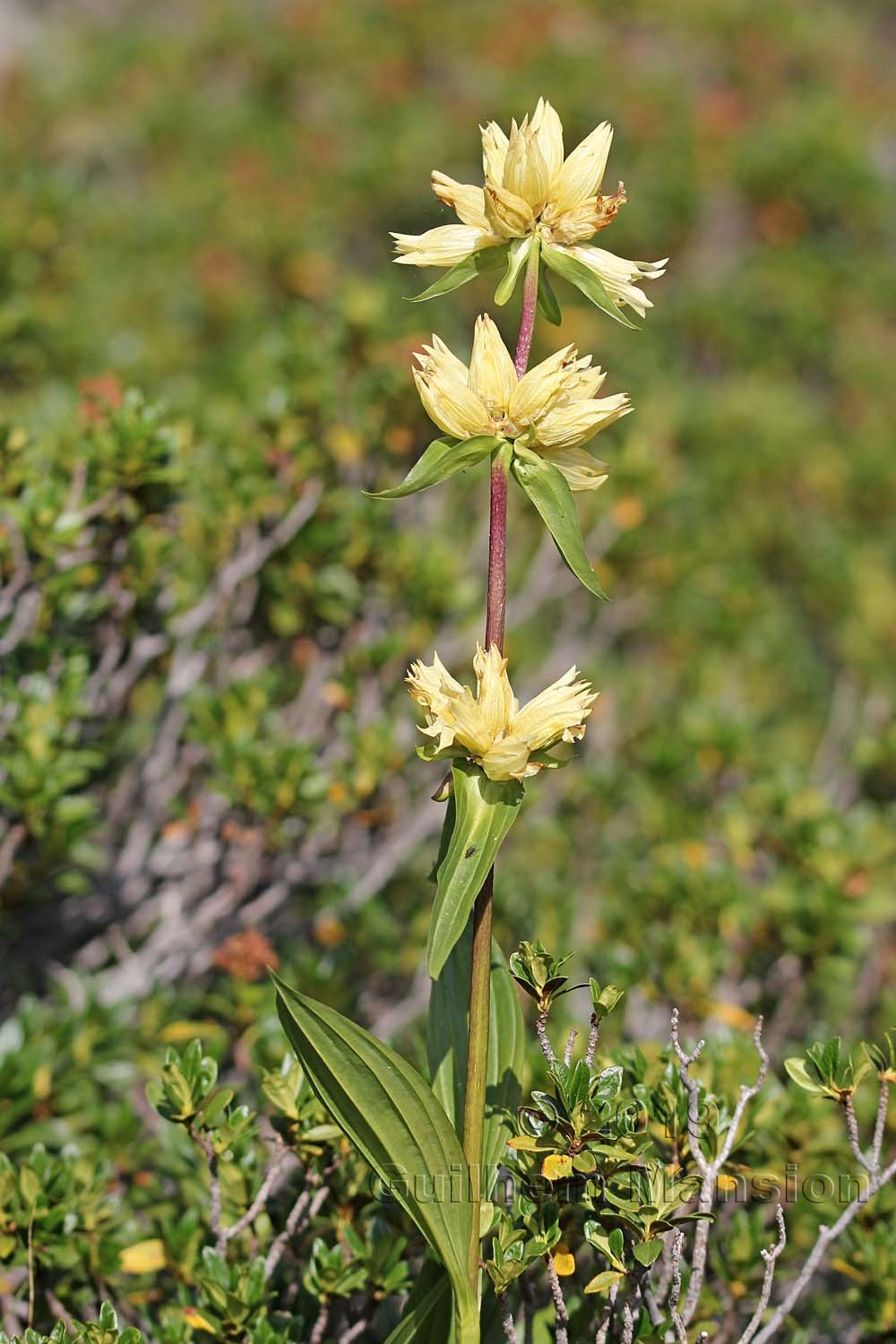 Gentiana burseri