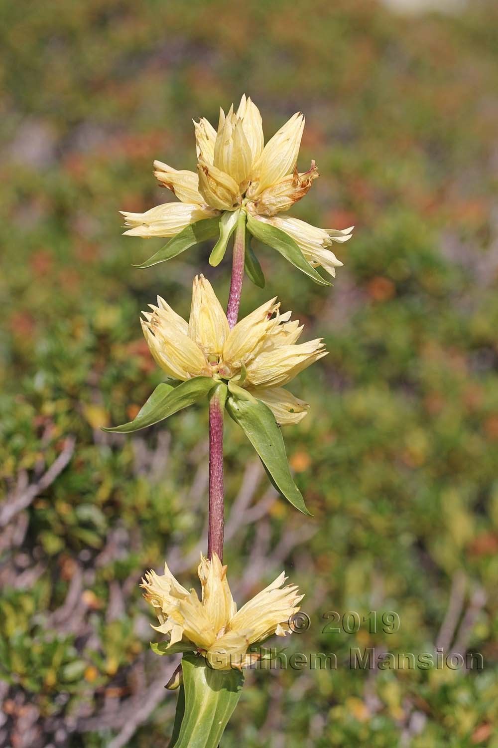 Gentiana burseri