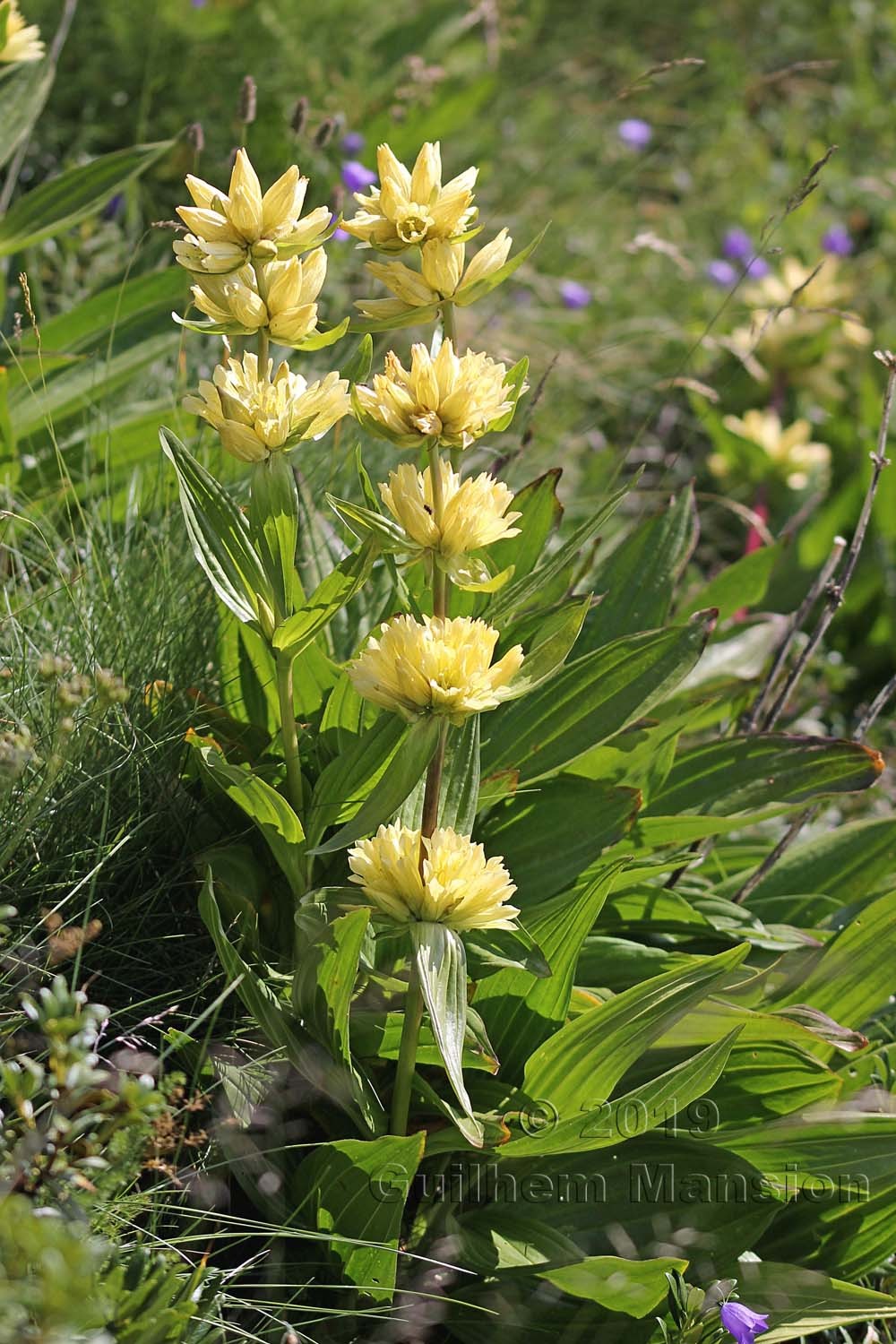 Gentiana burseri