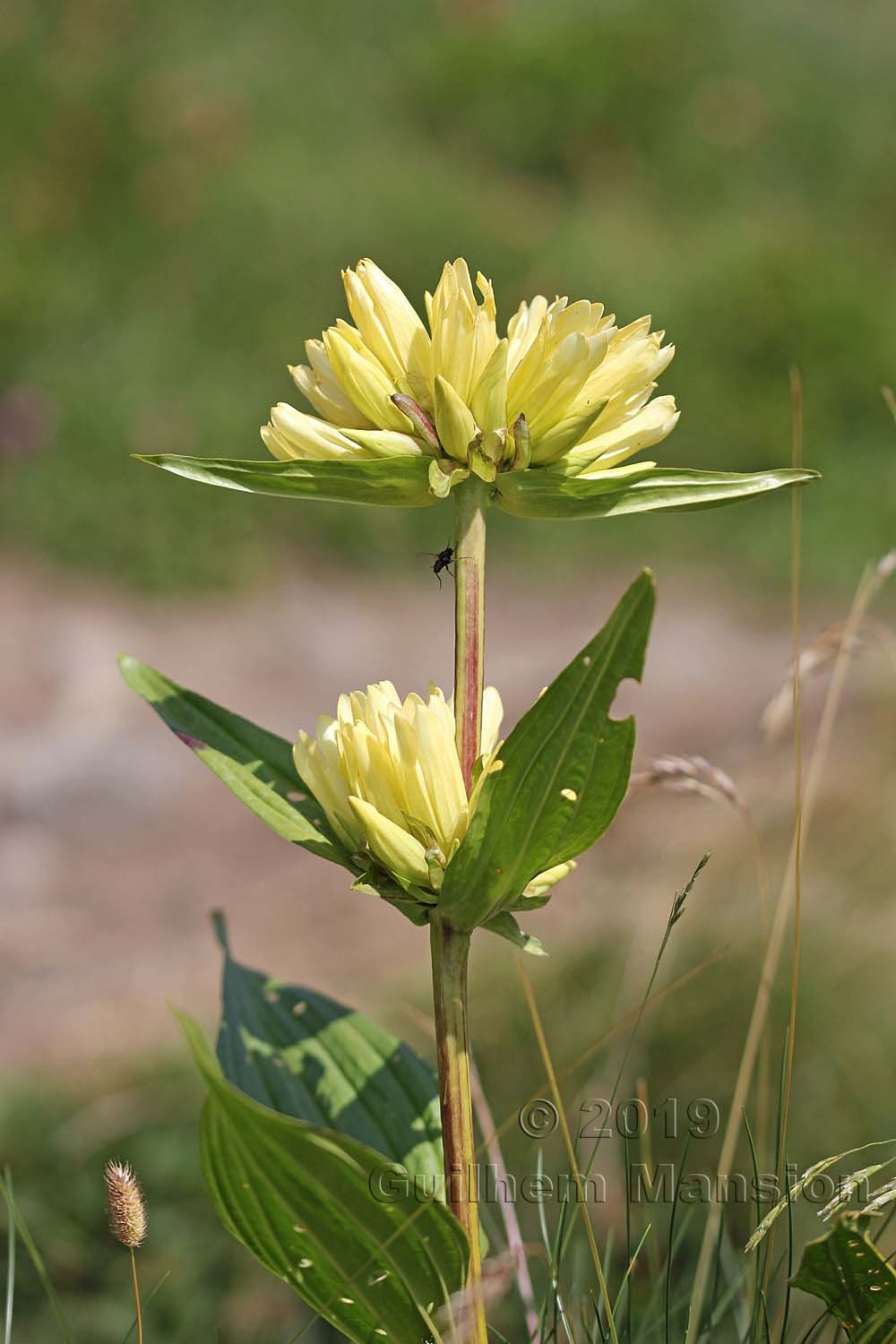 Gentiana burseri