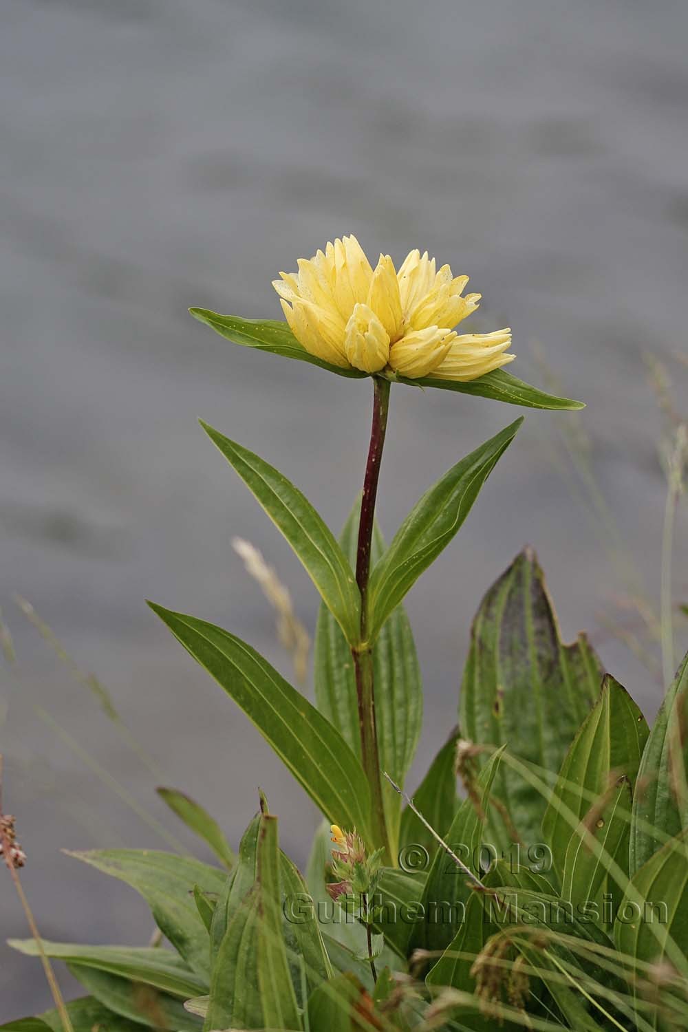 Gentiana burseri